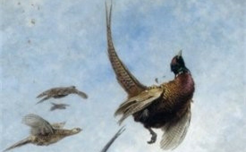 Фазанник Орлова в Гатчине